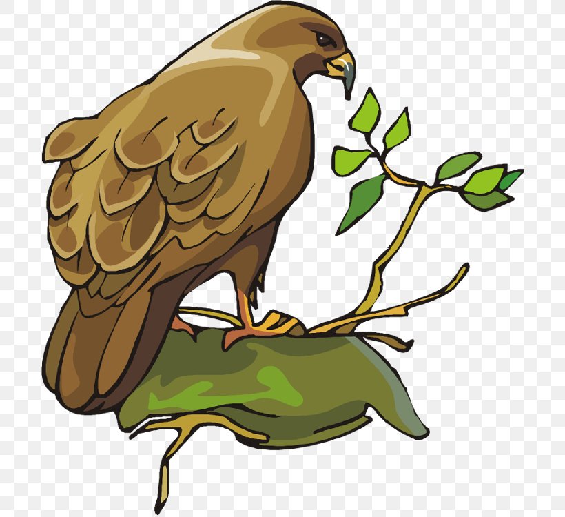 Bird Of Prey Bald Eagle Owl Clip Art, PNG, 703x750px, Bird, Accipitridae, Bald Eagle, Beak, Bird Of Prey Download Free