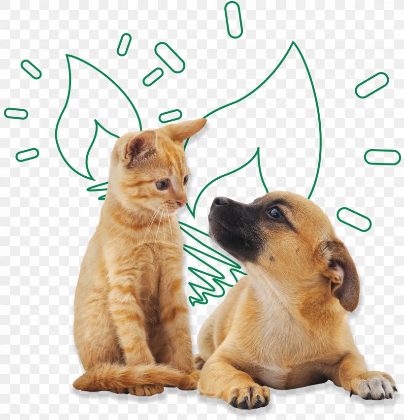 Dog Cat Pet Ferret Adoption, PNG, 1234x1284px, Dog, Adoption, Animal, Animal Shelter, Canidae Download Free