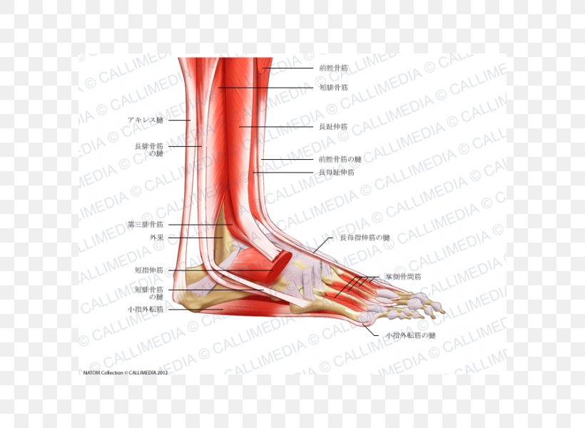 Foot Anatomy Muscular System Peroneus Longus Muscle, PNG, 600x600px, Watercolor, Cartoon, Flower, Frame, Heart Download Free