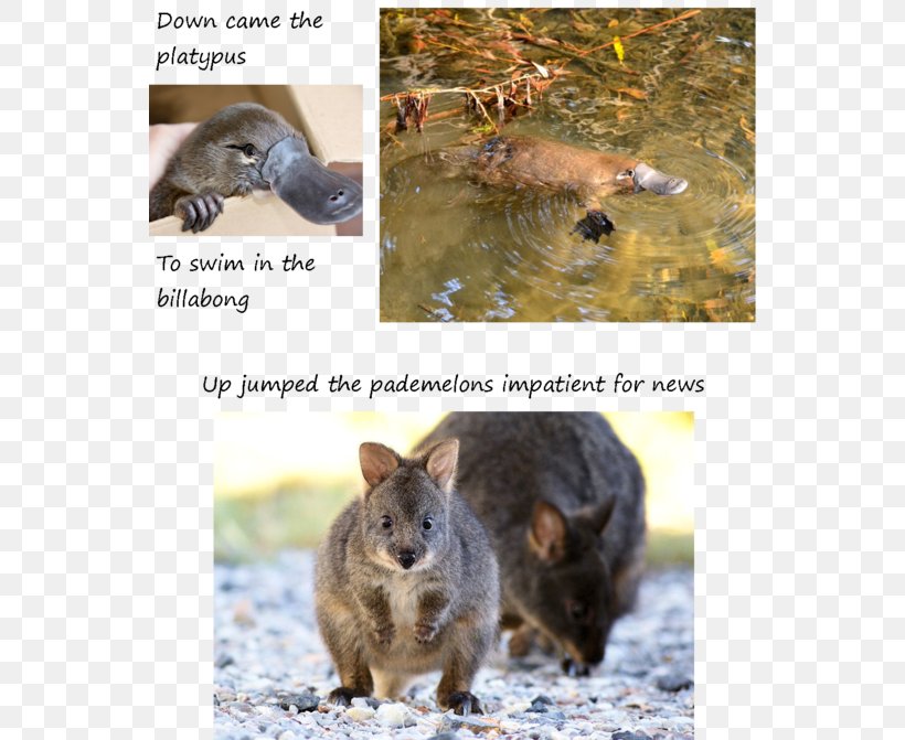 Rodent Platypus Fauna Mammal Snout, PNG, 550x671px, Rodent, Fauna, Mammal, Organism, Photo Caption Download Free