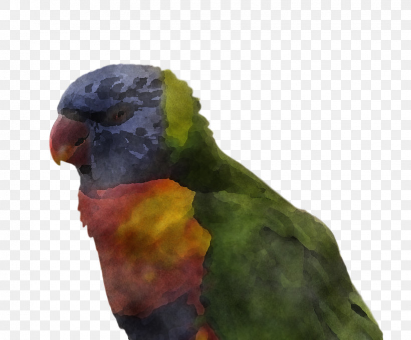 Bird, PNG, 1544x1280px, Bird, Beak, Budgie, Feather, Lorikeet Download Free