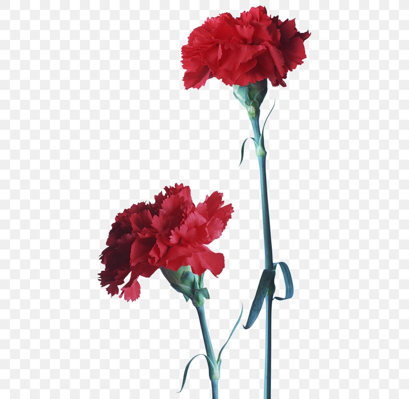 Carnation Clip Art Cut Flowers Red, PNG, 450x800px, Carnation, Annual Plant, Artificial Flower, Color, Cut Flowers Download Free