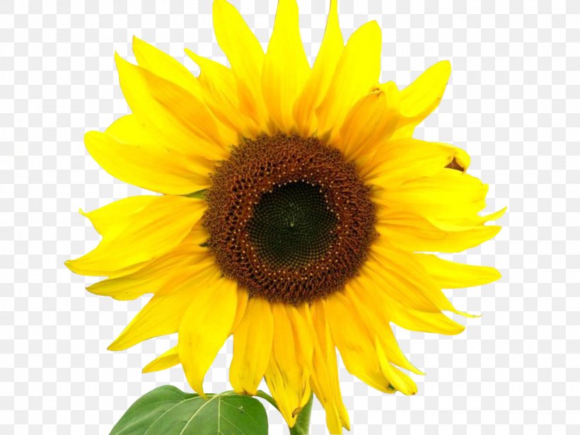 Common Sunflower Stock Photography, PNG, 1600x1200px, Common Sunflower, Annual Plant, Asterales, Daisy Family, Flower Download Free