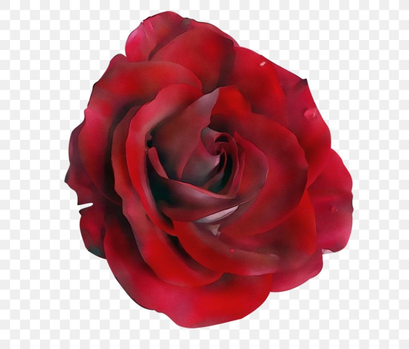Garden Roses, PNG, 643x699px, Watercolor, Floribunda, Flower, Garden Roses, Hybrid Tea Rose Download Free
