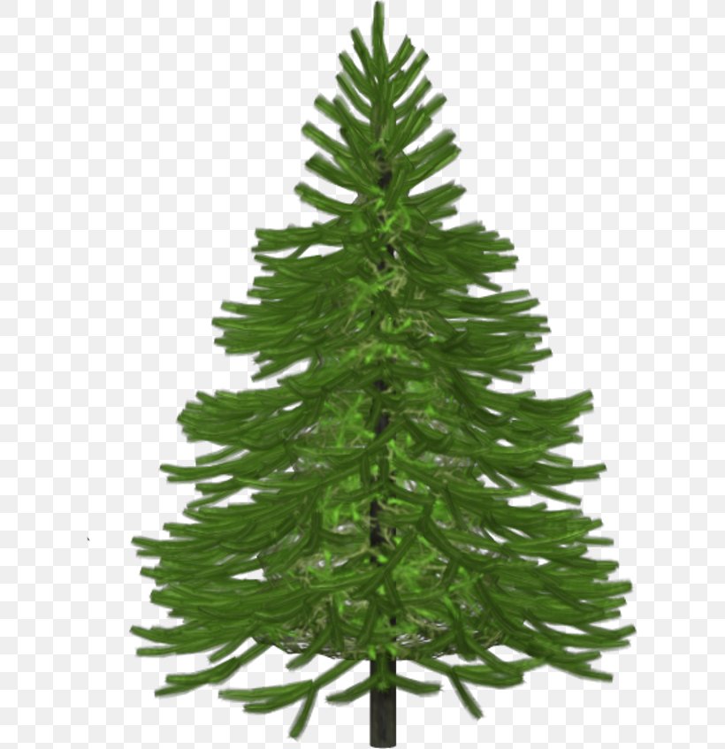 Spruce Pine Christmas Tree Abies Alba, PNG, 623x847px, Spruce, Abies Alba, Christmas, Christmas Decoration, Christmas Ornament Download Free
