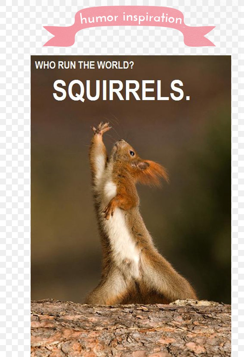 Tree Squirrel Chipmunk YouTube Red Squirrel, PNG, 800x1200px, Squirrel, Animal, Chipmunk, Dance, Douglas Squirrel Download Free