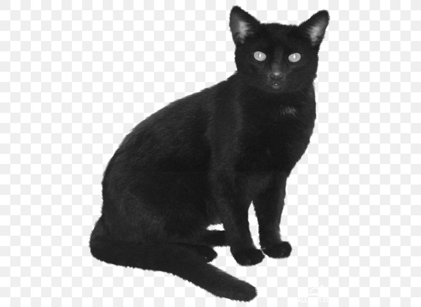 Bombay Cat Black Cat Korat European Shorthair Havana Brown, PNG, 500x599px, Bombay Cat, American Wirehair, Asian, Black, Black And White Download Free