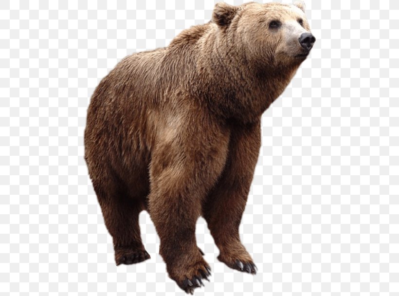 Grizzly Bear American Black Bear Alaska Peninsula Brown Bear Fur, PNG, 480x608px, Grizzly Bear, Alaska Peninsula Brown Bear, American Black Bear, Amyotrophic Lateral Sclerosis, Animal Download Free