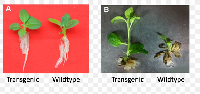 Plant Transgenesis Genetically Modified Crops Genetically Modified Organism, PNG, 1118x529px, Plant, Cisgenesis, Flora, Formaldehyde, Genetically Modified Crops Download Free