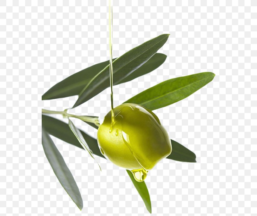 Olive Oil, PNG, 554x688px, Olive Oil, Bottle, Cooking Oil, Cosmetics, Flowering Plant Download Free