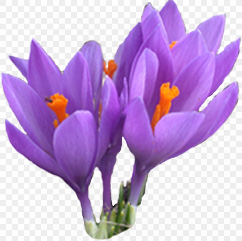 Crocus Serbia Saffron Daylight Registration Fee, PNG, 838x836px, Crocus, Daylight, Flower, Flowering Plant, Herbaceous Plant Download Free