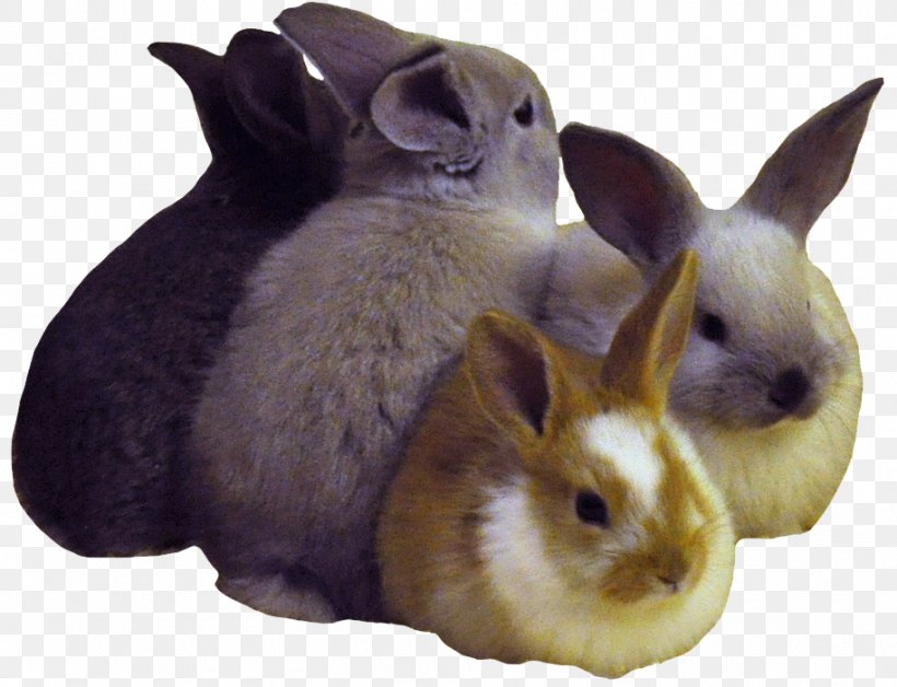 Domestic Rabbit Easter Bunny Dwarf Rabbit Cruelty-free, PNG, 914x700px, Domestic Rabbit, Animal, Animal Rights, Breed, Crueltyfree Download Free