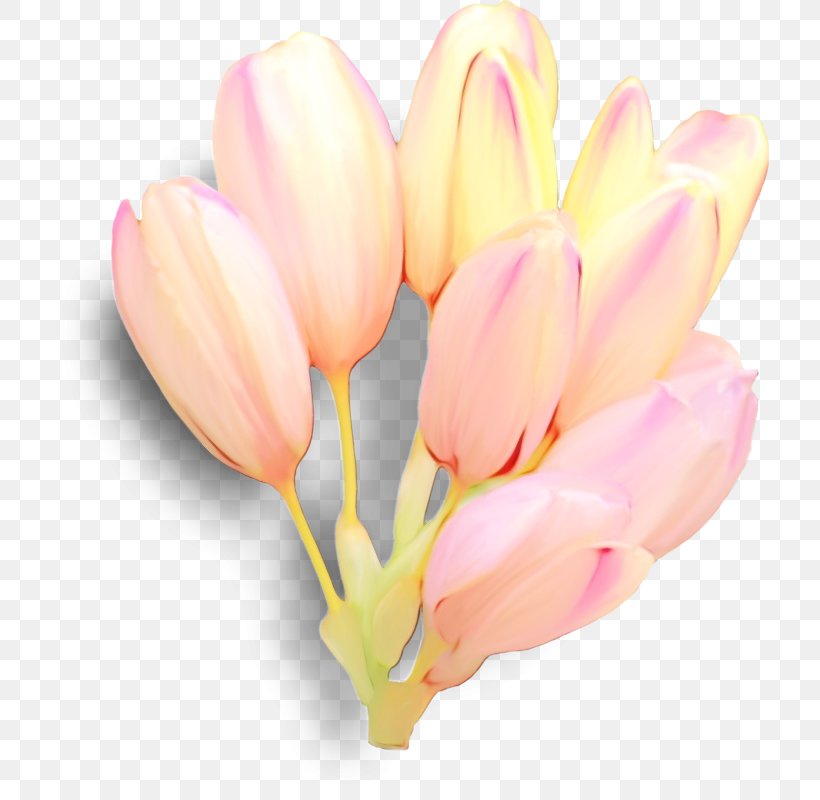 Flower Petal Pink Tulip Plant, PNG, 719x800px, Watercolor, Bud, Cut Flowers, Flower, Flowering Plant Download Free