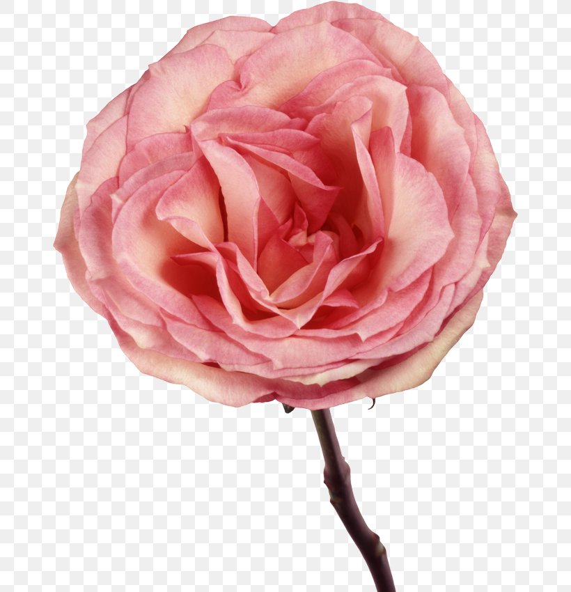 Garden Roses Cabbage Rose Floribunda Wallpaper, PNG, 670x850px, Garden Roses, Artificial Flower, Cabbage Rose, China Rose, Cut Flowers Download Free