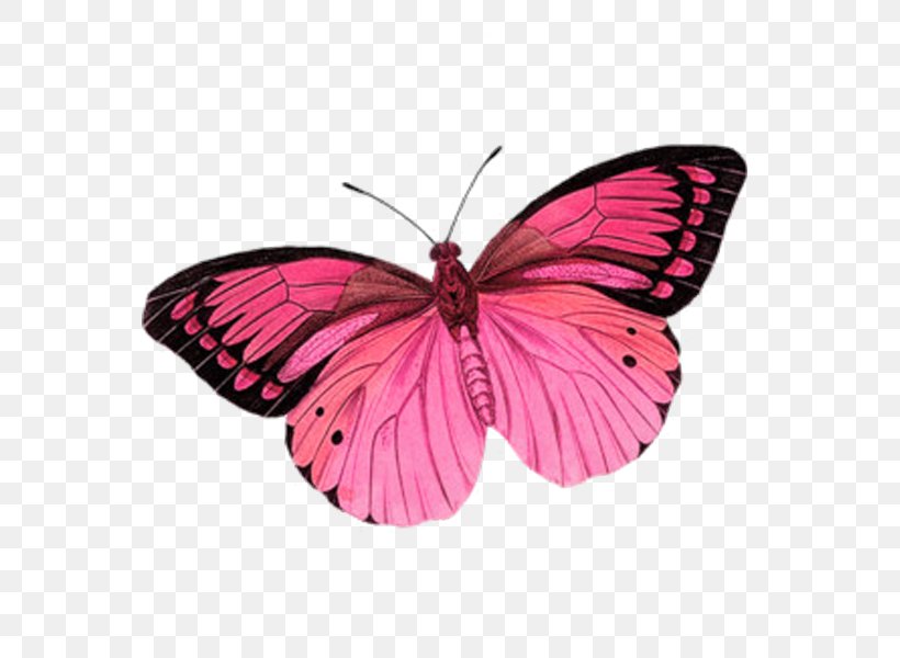 Glasswing Butterfly Monarch Butterfly Clip Art Brush-footed Butterflies, PNG, 600x600px, Glasswing Butterfly, Arthropod, Brush Footed Butterfly, Brushfooted Butterflies, Butterflies Download Free