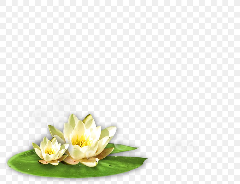 Nelumbo Nucifera Green Clip Art, PNG, 800x631px, Nelumbo Nucifera, Color, Floral Design, Flower, Flowering Plant Download Free