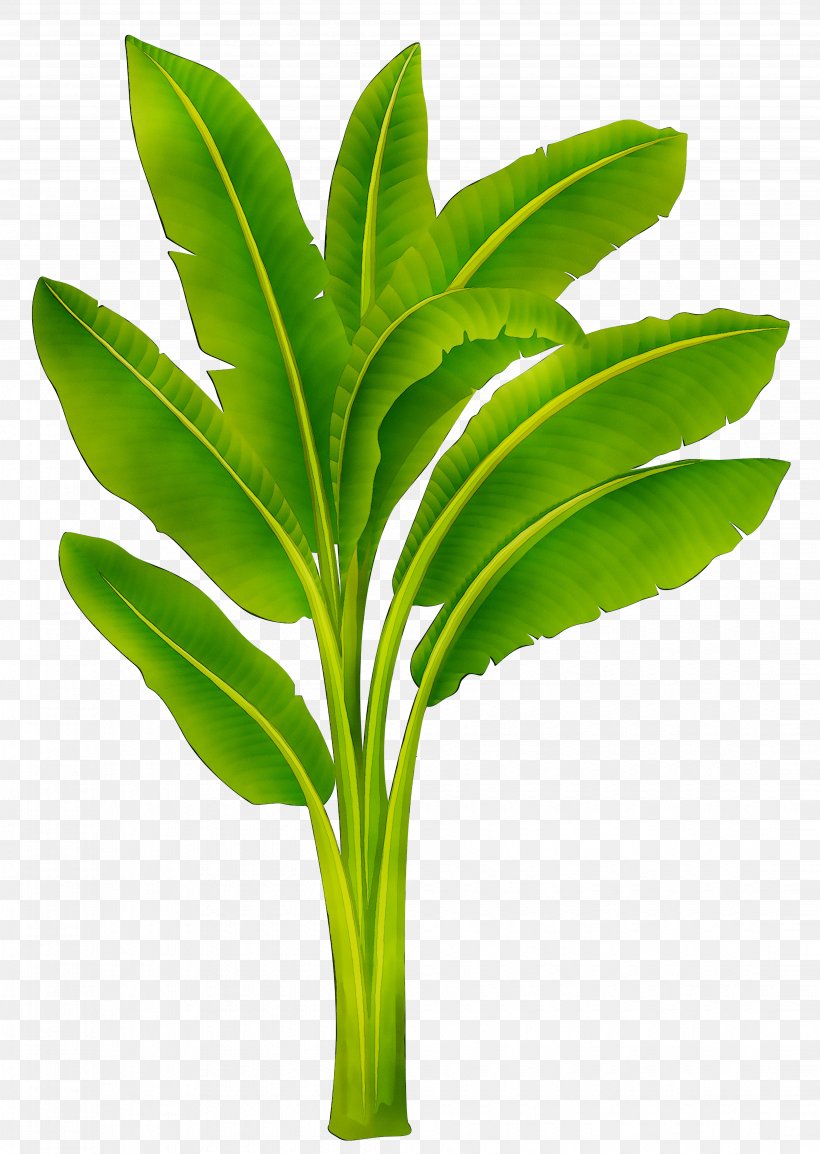 Plantain Musa Acuminata Musa Balbisiana Stock Photography Vector Graphics, PNG, 4327x6092px, Plantain, Banana, Bananas, Botany, Cooking Banana Download Free