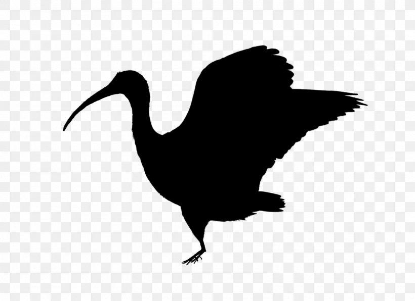 Swans Goose Duck Beak Water Bird, PNG, 1600x1164px, Swans, Beak, Bird, Cranelike Bird, Duck Download Free