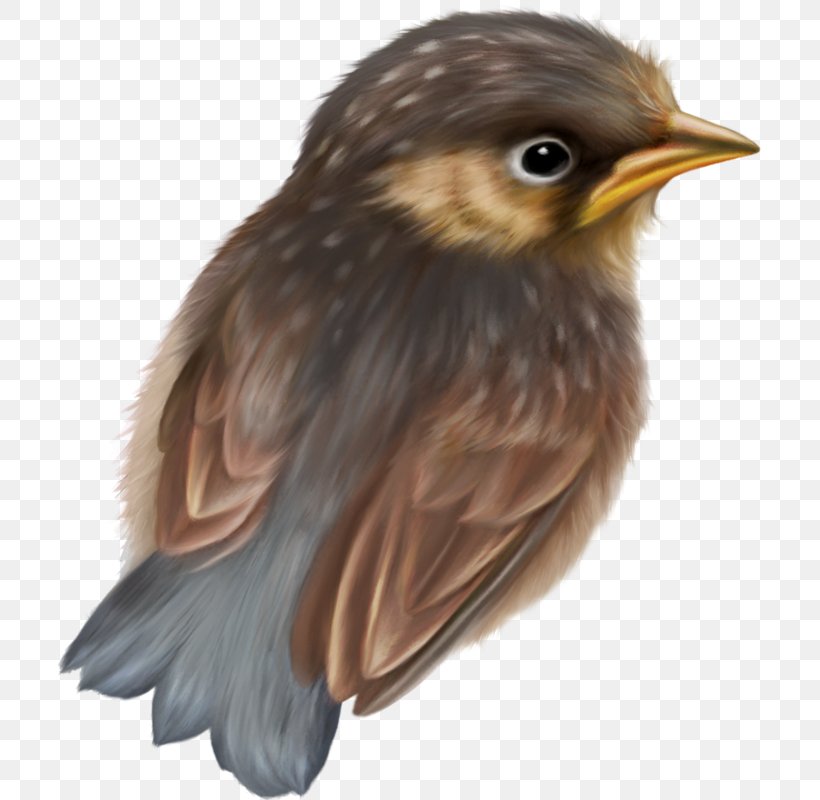 Bird Beak Sparrow Drawing, PNG, 705x800px, Bird, American Sparrows, Animal, Art, Beak Download Free