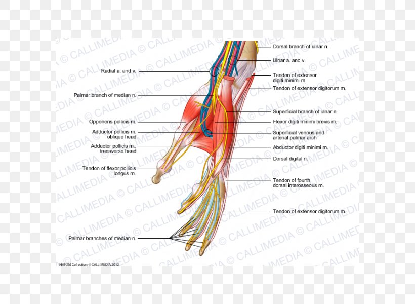 Finger Nerve Muscles Of The Hand Blood Vessel, PNG, 600x600px, Watercolor, Cartoon, Flower, Frame, Heart Download Free