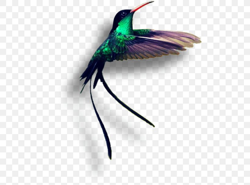 Jamaica Red-billed Streamertail Hummingbird Birdwatching, PNG, 516x607px, Jamaica, Animal, Asiatic Peafowl, Beak, Bird Download Free