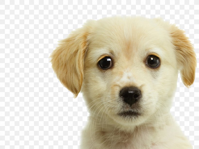 Labrador Retriever Puppy Pet Dog Grooming, PNG, 1024x768px, Labrador Retriever, Animal, Carnivoran, Cat People And Dog People, Companion Dog Download Free