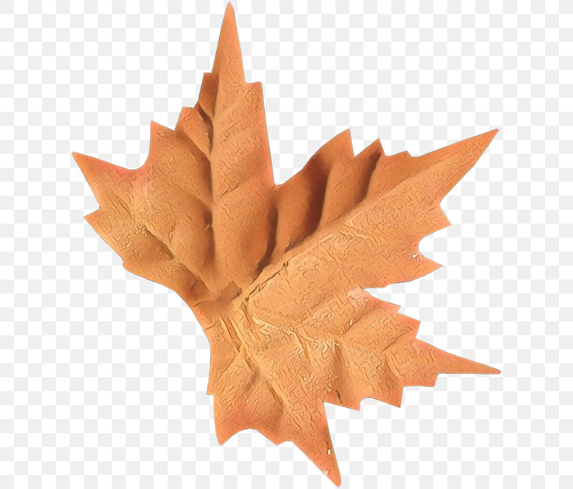 Maple Leaf, PNG, 620x700px, Leaf, Black Maple, Carving, Maple Leaf, Paper Download Free