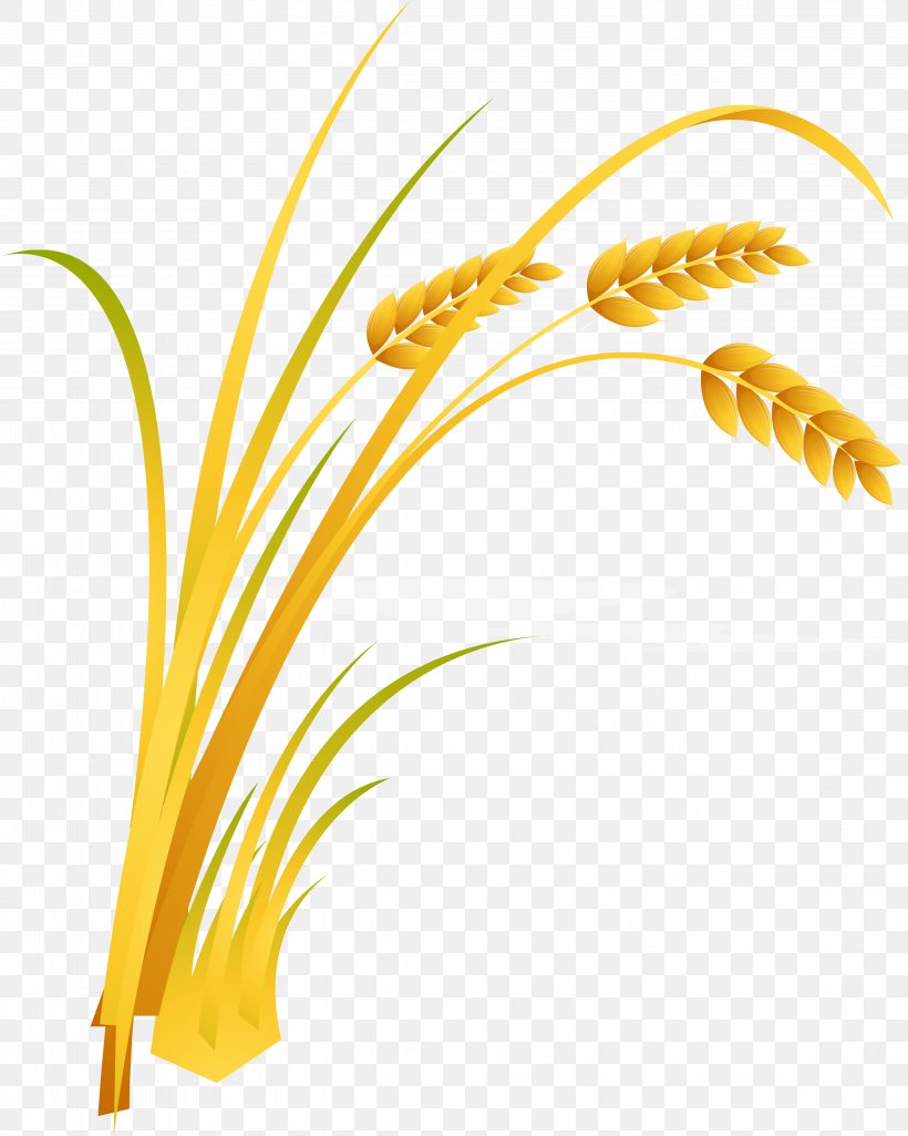Rice Cartoon, PNG, 4569x5714px, Rice, Cartoon, Caryopsis, Commodity, Cooked Rice Download Free