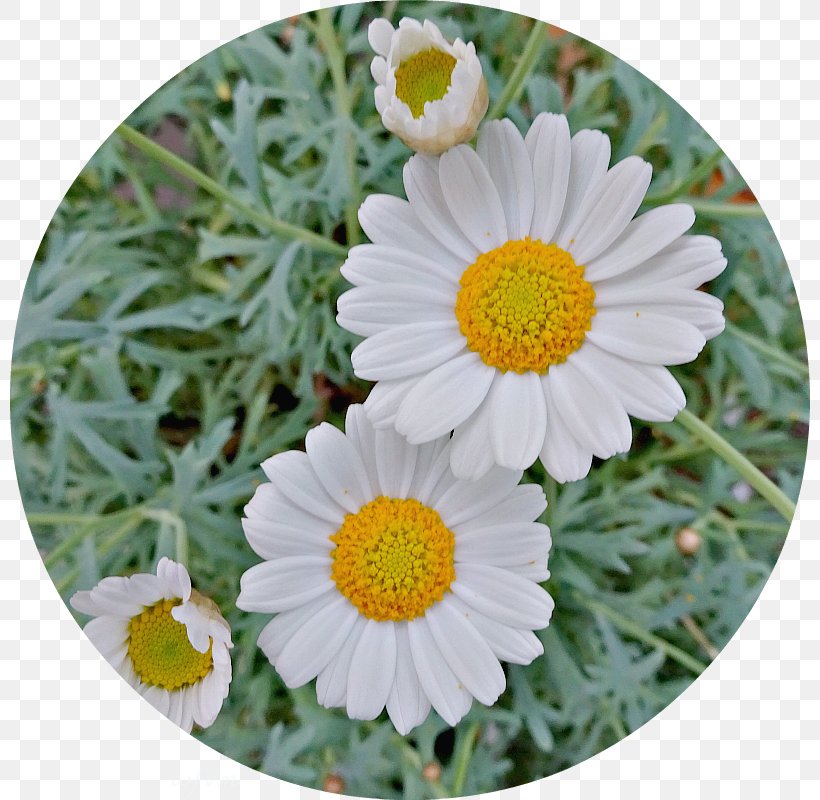 Common Daisy Oxeye Daisy Marguerite Daisy Chrysanthemum Petal, PNG, 800x800px, Common Daisy, Aster, Chrysanthemum, Chrysanths, Daisy Download Free