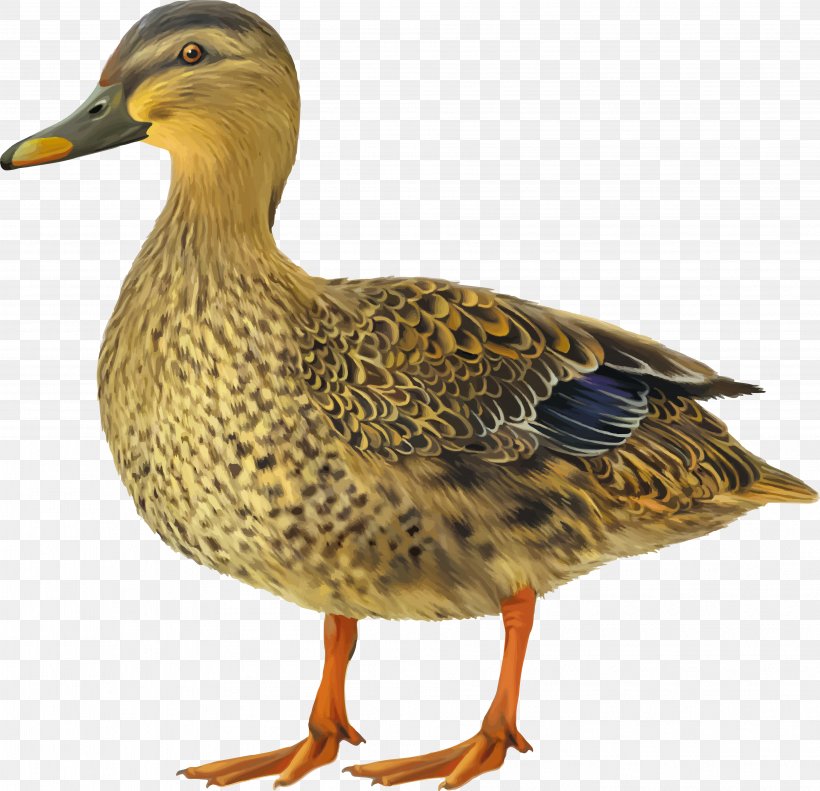 Mallard Duck Clip Art, PNG, 3821x3687px, Mallard, Anas, Anseriformes, Beak, Bird Download Free
