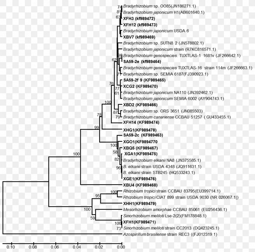 Nucleic Acid Sequence Sequence Analysis Phylogenetics Neighbor Joining Bacteria, PNG, 1018x1008px, Nucleic Acid Sequence, Area, Bacteria, Black And White, Diagram Download Free
