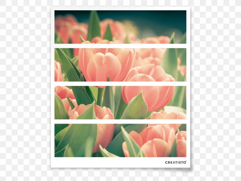 Tulip Floral Design Petal Closet Plant Stem, PNG, 1500x1125px, Tulip, Closet, Door, Drawer, Floral Design Download Free