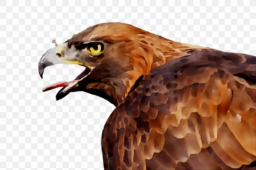 Bald Eagle Bird Of Prey Hawk, PNG, 960x640px, Eagle, Accipitridae, Accipitriformes, Animal, Bald Eagle Download Free