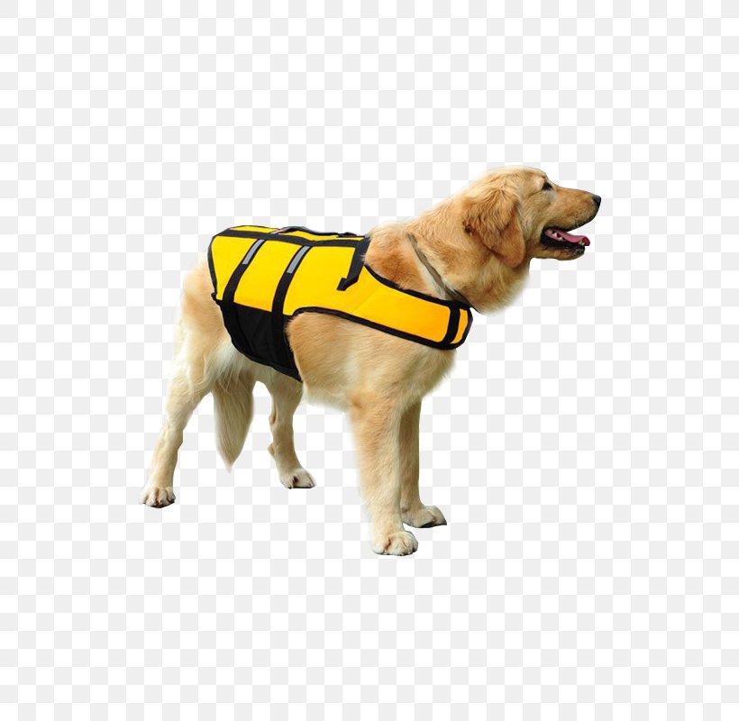 Dog Breed Life Jackets Puppy Companion Dog, PNG, 800x800px, Dog Breed, Breed, Clothing, Companion Dog, Dog Download Free