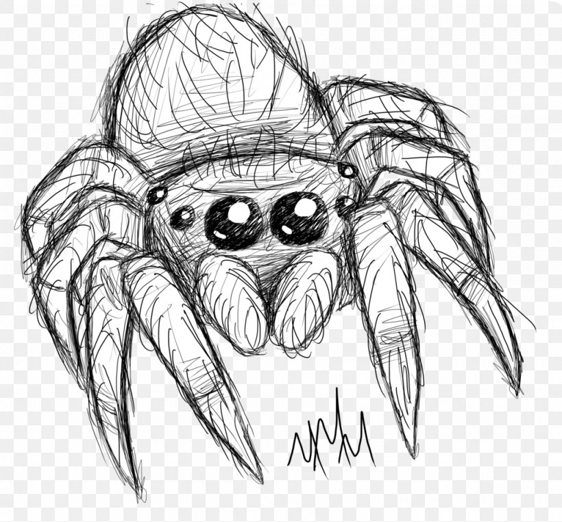 Spider Line Art Drawing Sketch, PNG, 1024x951px, Watercolor, Cartoon, Flower, Frame, Heart Download Free