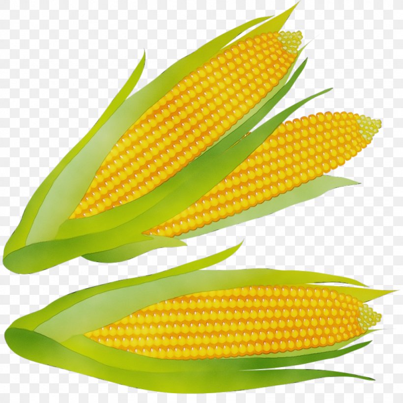 Watercolor Plant, PNG, 1024x1024px, Watercolor, Corn, Corn Kernels, Corn On The Cob, Cuisine Download Free