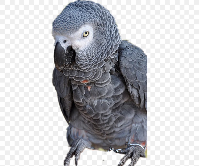 Bird Parrots Grey Parrot Animal, PNG, 395x684px, Bird, African Grey, Animal, Beak, Fauna Download Free