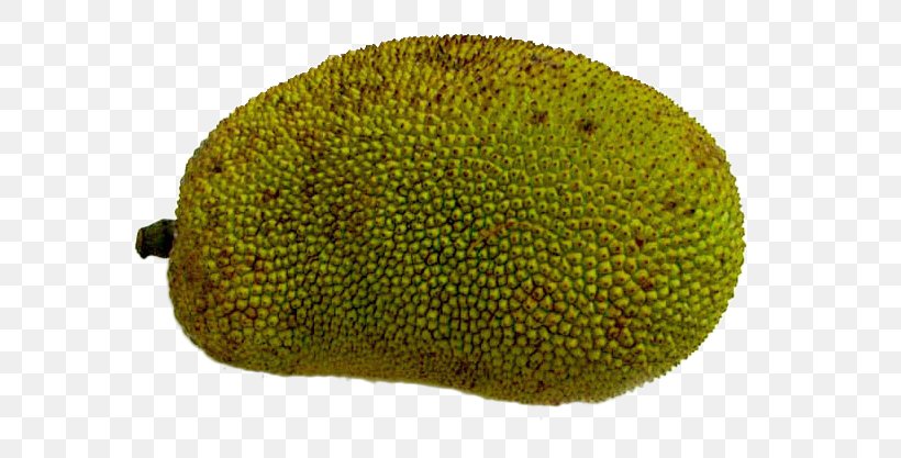 Cempedak Jackfruit, PNG, 751x417px, Cempedak, Artocarpeae, Artocarpus, Fruit, Jackfruit Download Free