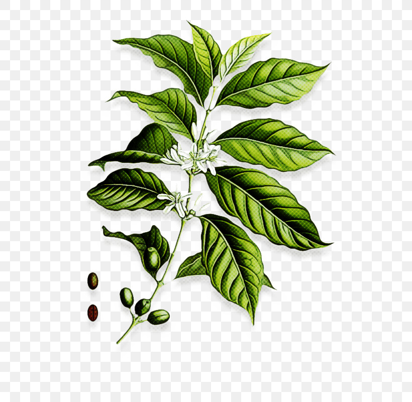 Coffee, PNG, 580x800px, Leaf, Arabica Coffee, Cafe, Caffeine, Coffee Download Free
