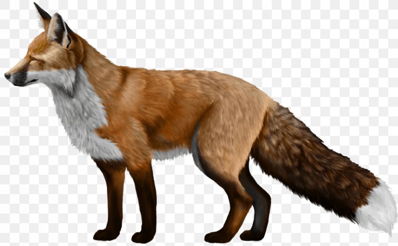 Domesticated Red Fox Silver Fox, PNG, 850x526px, Domesticated Red Fox, Carnivoran, Dog Breed, Dog Like Mammal, Drawing Download Free