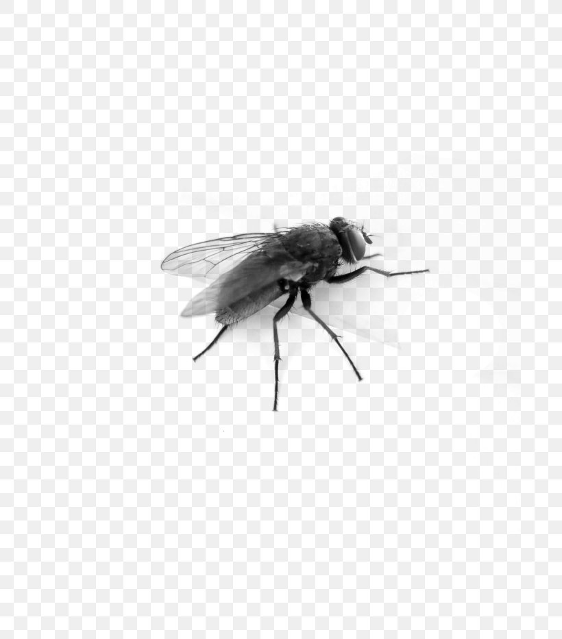 Insect Fly, PNG, 700x933px, Insect, Arthropod, Black And White, Fly, Housefly Download Free