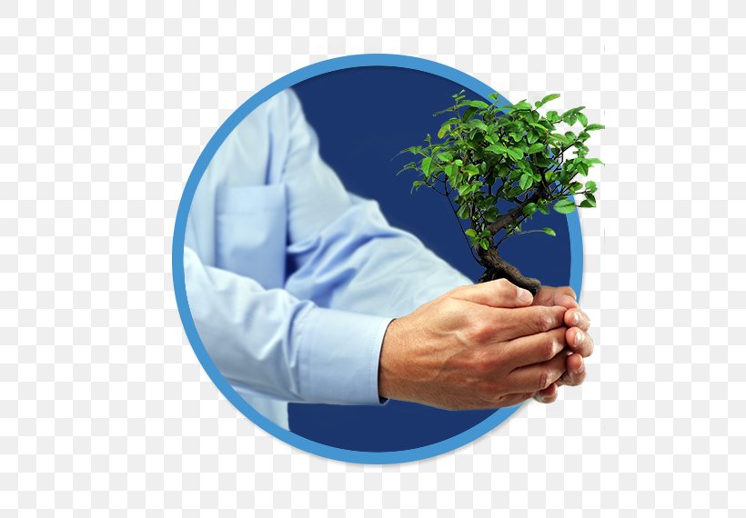 Investment Tree Business Stock Photography Bonsai, PNG, 510x570px, Investment, Alamy, Asset Management, Banca Mediolanum, Bank Download Free