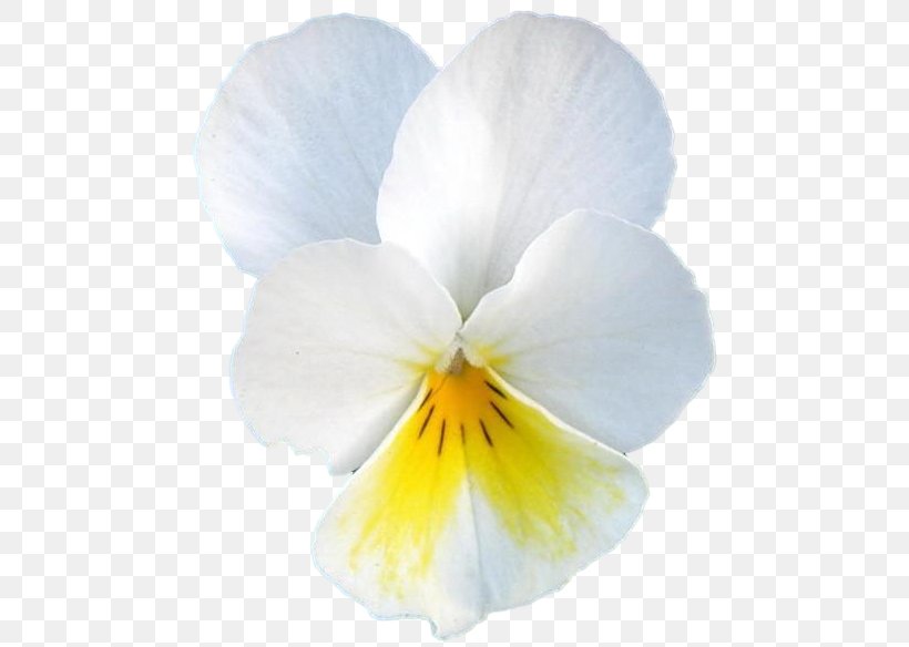 Pansy Petal, PNG, 486x584px, Pansy, Flower, Flowering Plant, Petal, Plant Download Free