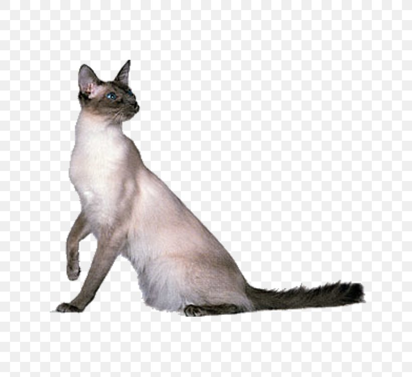 Thai Cat Balinese Cat Burmese Cat Javanese Cat Siamese Cat, PNG, 750x750px, Thai Cat, Aegean Cat, Asian, Balinese, Balinese Cat Download Free