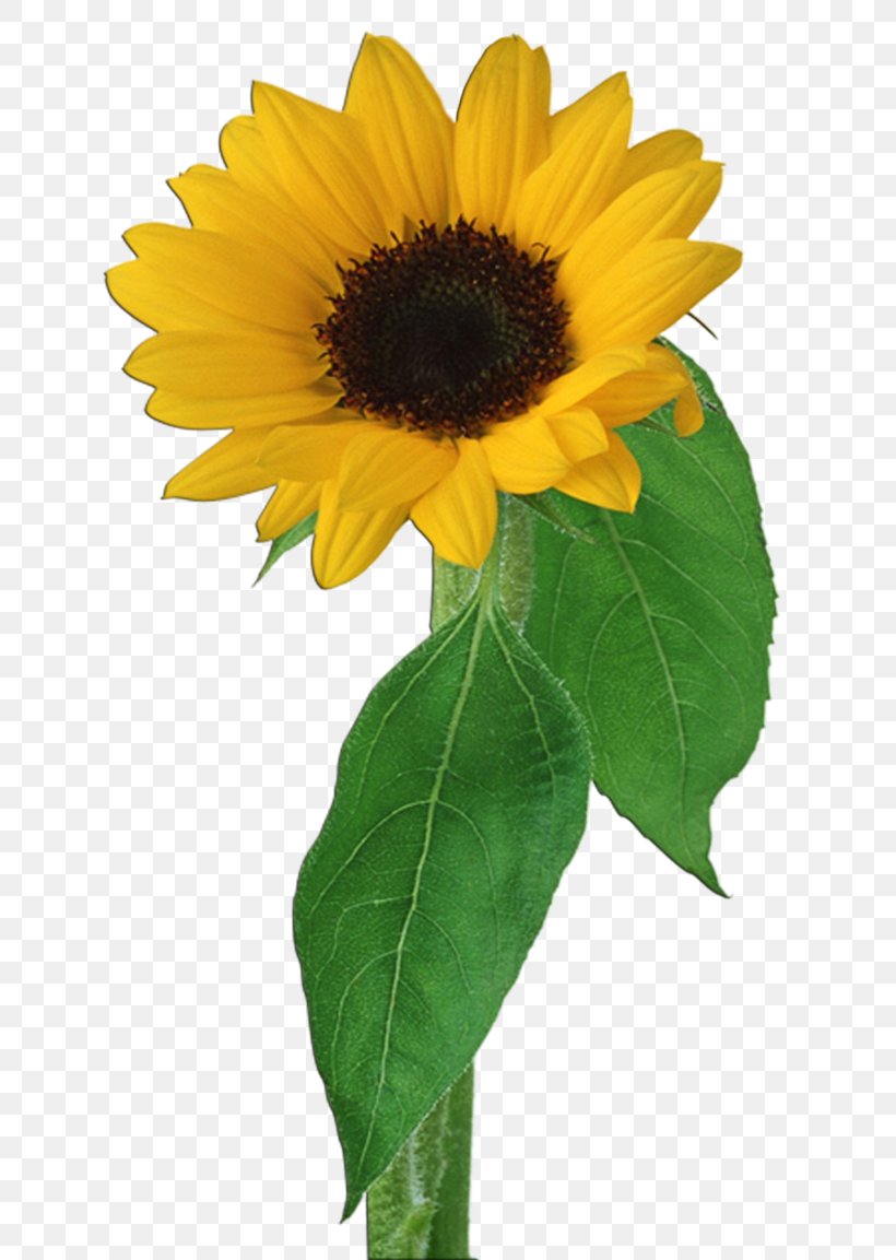 Clip Art, PNG, 692x1153px, Common Sunflower, Annual Plant, Asterales, Cut Flowers, Daisy Family Download Free