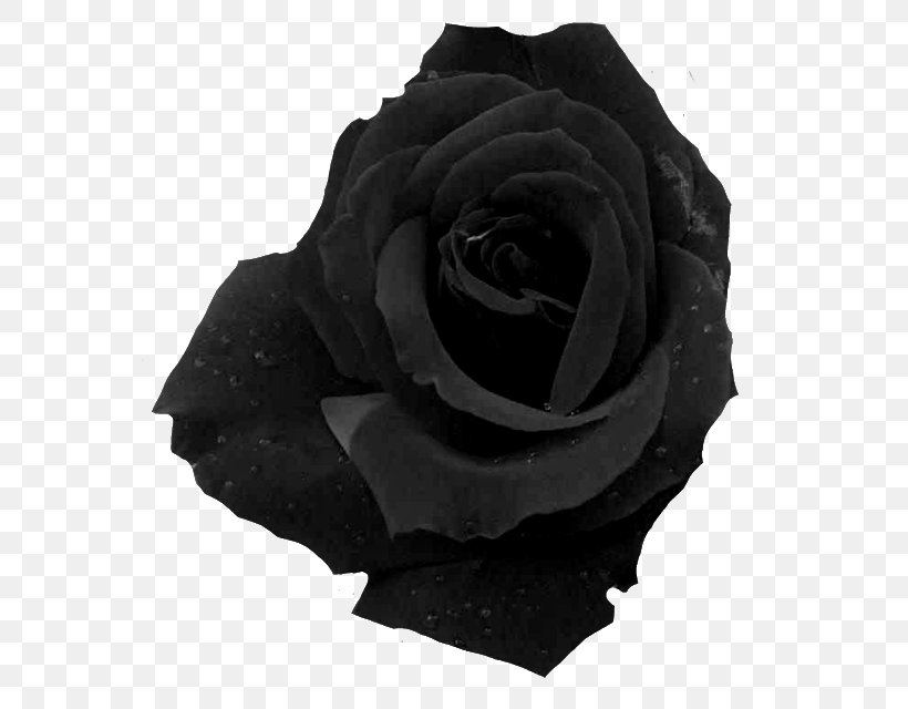 Garden Roses Cut Flowers Email, PNG, 571x640px, Garden Roses, Atom, Black, Black And White, Cut Flowers Download Free