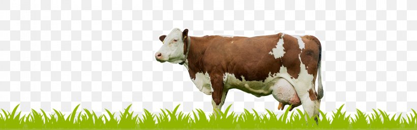 Holstein Friesian Cattle Milk Dairy Cattle Calf, PNG, 1463x458px, Holstein Friesian Cattle, Calf, Cattle, Cattle Like Mammal, Cow Goat Family Download Free