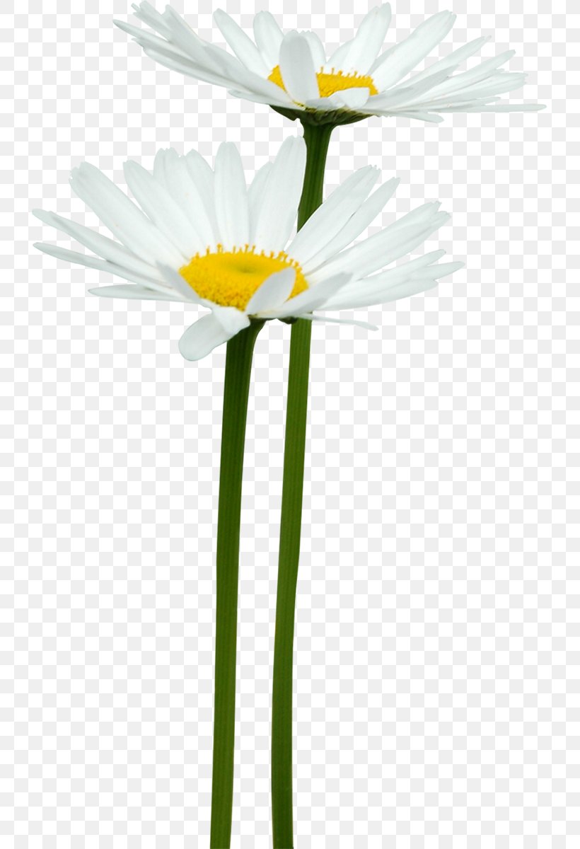 German Chamomile Flower Clip Art, PNG, 729x1200px, German Chamomile, Common Sunflower, Computer Software, Cut Flowers, Daisy Download Free