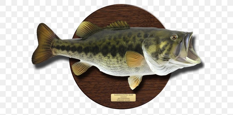Largemouth Bass Northern Pike Crappie Freshwater Fish, PNG, 625x404px, Largemouth Bass, Bass, Cod, Crappie, Fauna Download Free