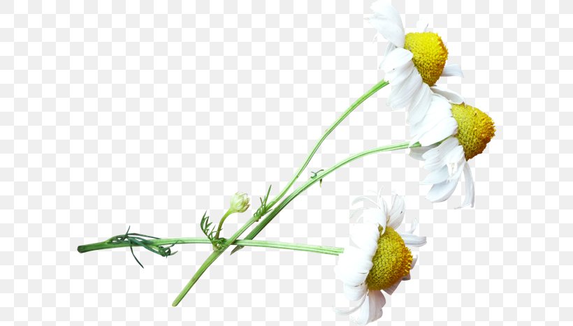 Chrysanthemum Cut Flowers Plant, PNG, 600x467px, Chrysanthemum, Branch, Bud, Cut Flowers, Daisy Download Free